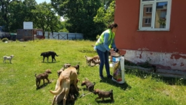 Beldemizdeki Sokak Hayvanlarını Besleme Çalışmalarımız