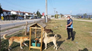 Sokak Hayvanlarını Besleme Çalışmalarımız Aralıksız Sürüyor.