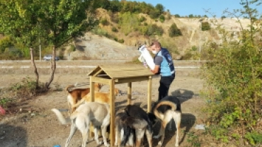 Sokak Hayvanlarını Besleme Çalışmalarımız Aralıksız Sürüyor.