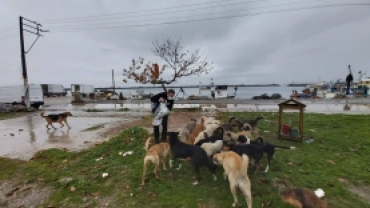 Sokak Canlarımızı Rutin Olarak Besliyoruz.