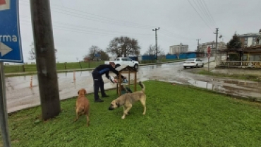 Sokak Canlarımızı Rutin Olarak Besliyoruz.