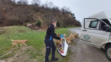 Sokak Canlarımızı Rutin Olarak Besliyoruz.