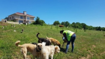 Beldemizdeki Sokak Hayvanlarını Besleme Çalışmalarımız